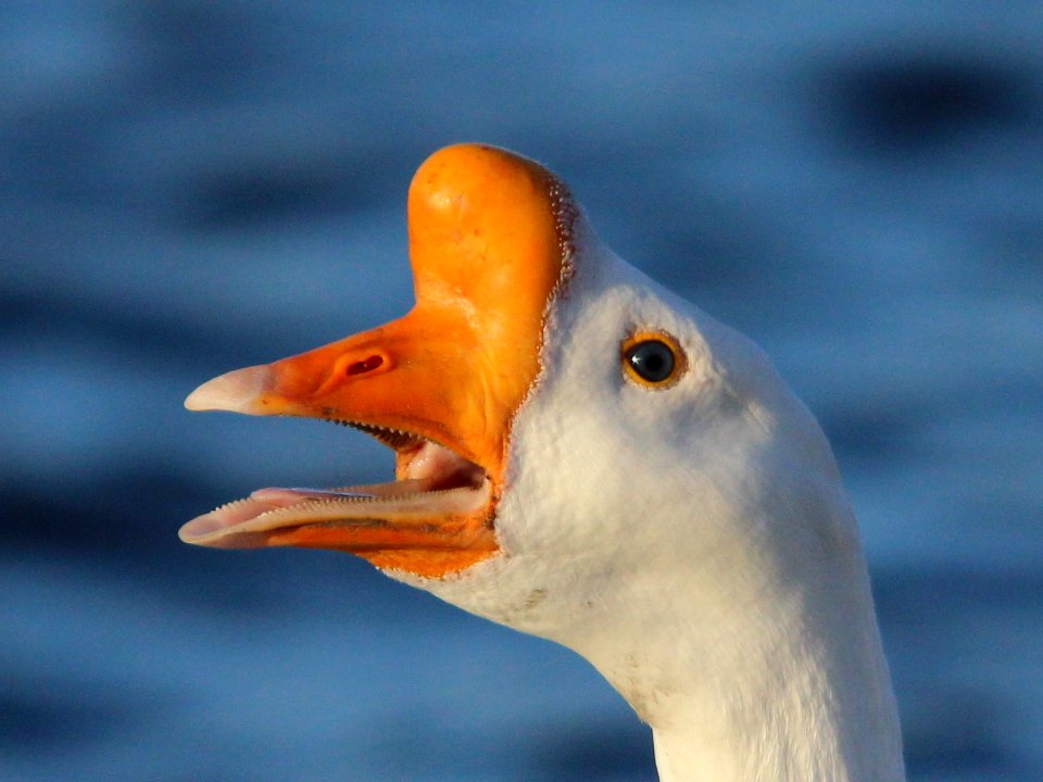 Knob Head aka White Chinese Goose.