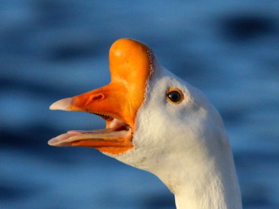 Knob Head aka White Chinese Goose.