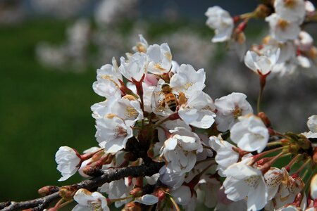 Flowers sakura spring