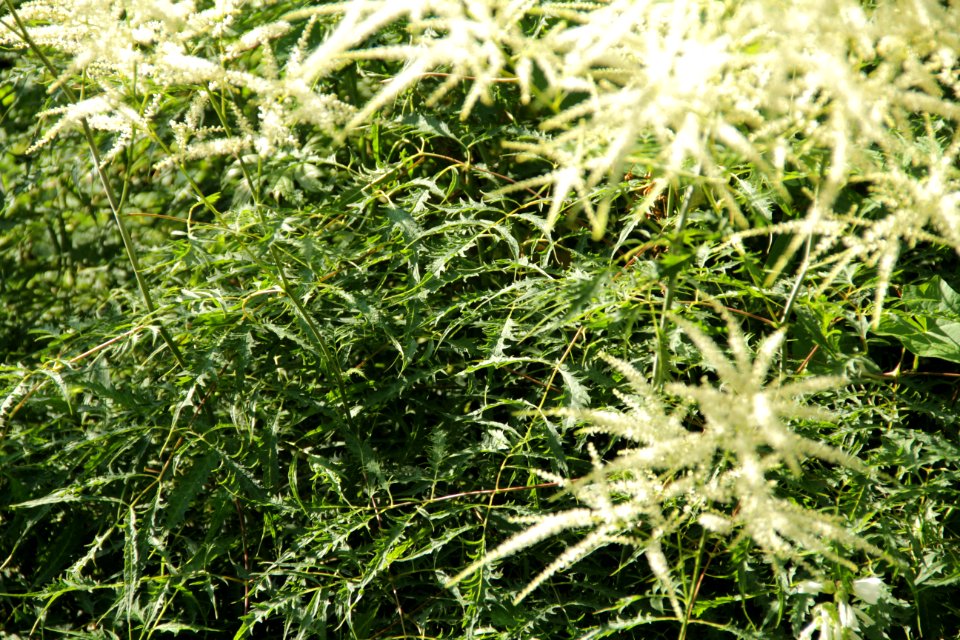 aruncus dioicus kneiffii