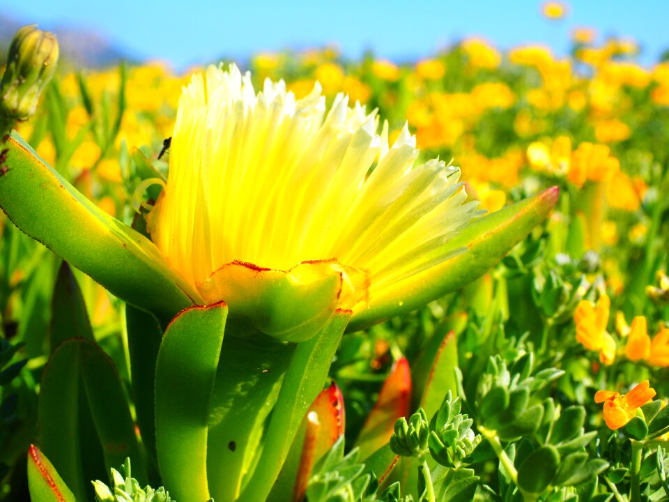 Blossom bloom yellow