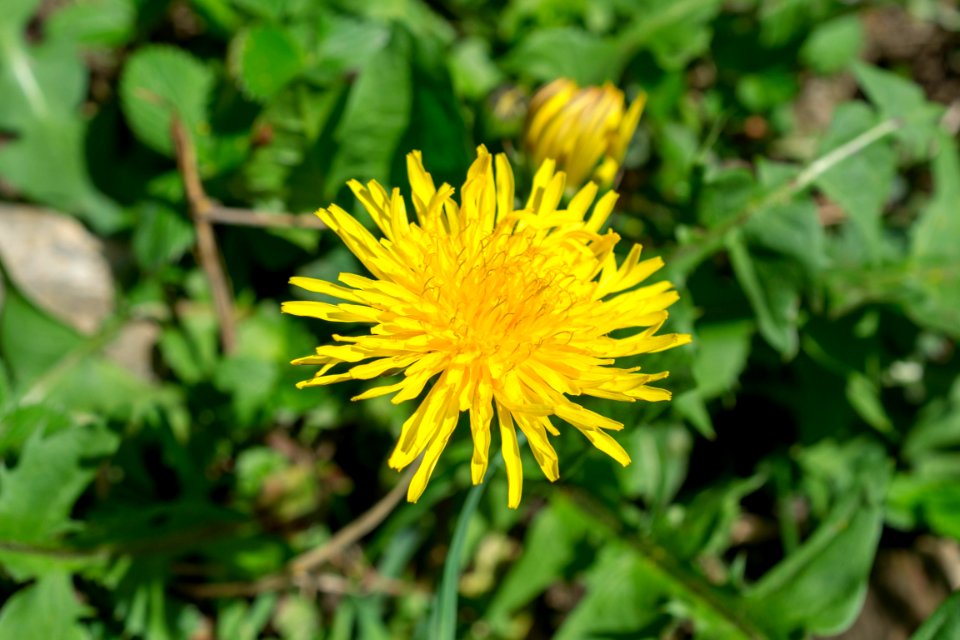 Flowers of spring