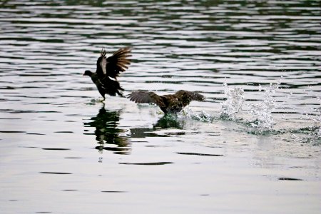 Moorhens. Daft as a Coot!