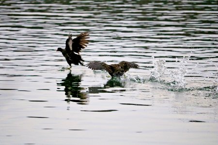 Moorhens. Daft as a Coot! photo