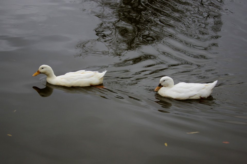 2 small white ducks