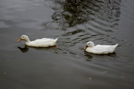 2 small white ducks