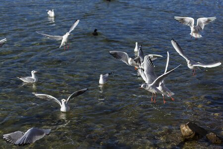 Animal world water seagull