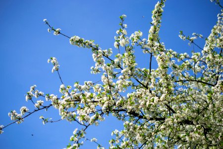 Flowers of spring