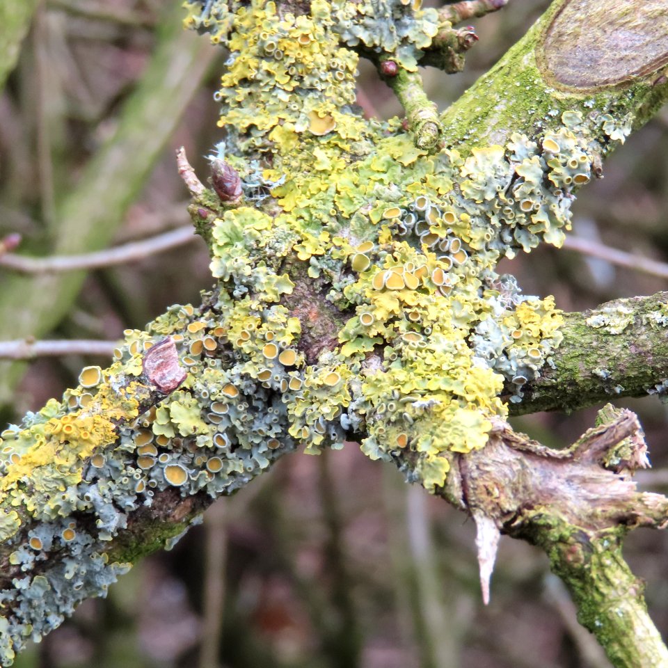 New life on old Hawthorn photo