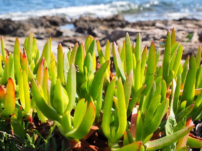 Wulstig yellow ice plant horse fig
