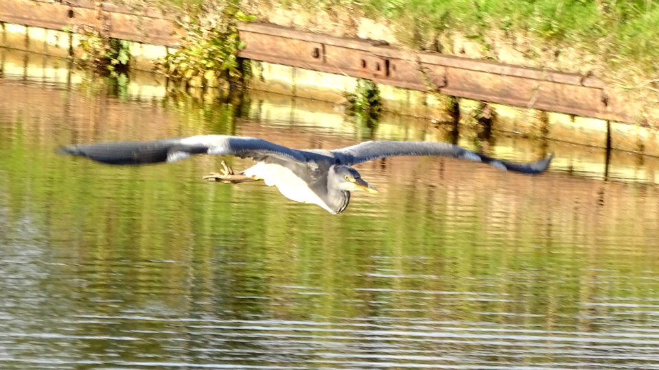 Grey Heron photo