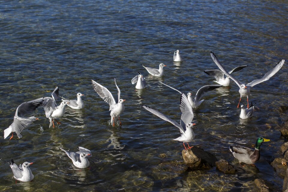 Animal world water seagull