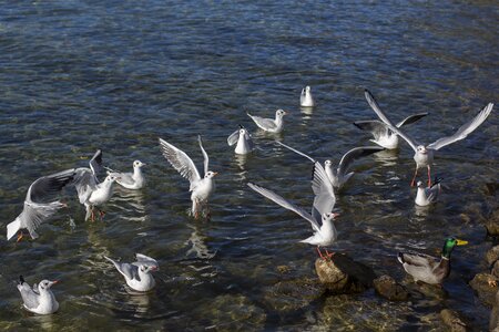 Animal world water seagull photo