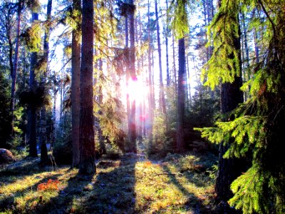 Merry Christmas Forest, Stockholm