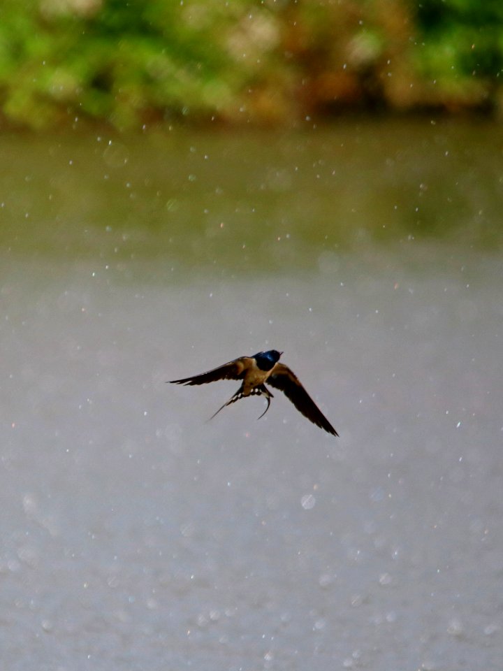Swallow dodging the raindrops.