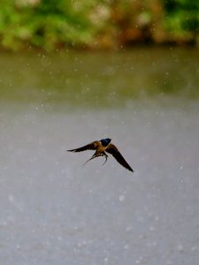 Swallow dodging the raindrops.