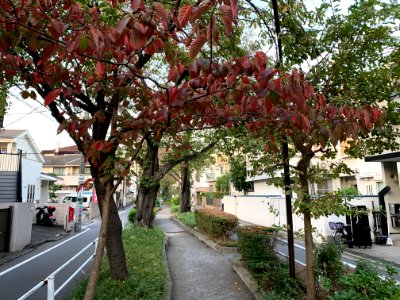 Kakinokizaka in Meguro-ku