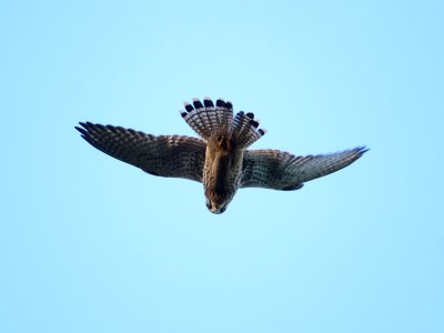 Kestrel 02
