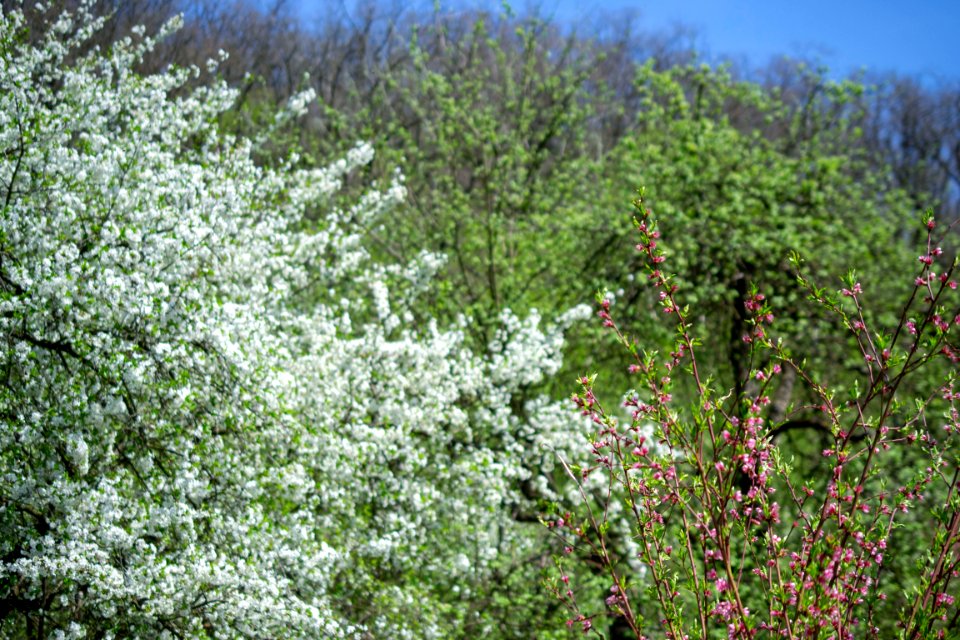 Flowers of spring