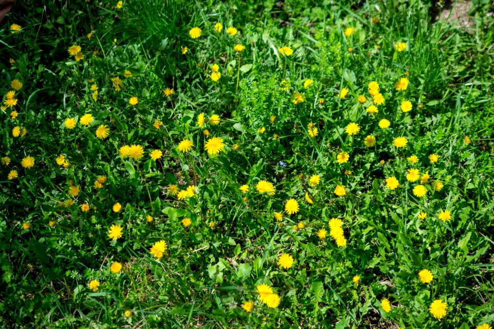 Flowers of spring