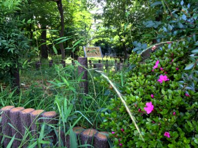 Kurinoki Forest Park in Oizumigakuencho, Nerima-ku