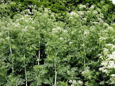 der gefleckte Schierling photo