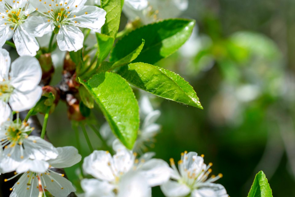 Flowers of spring