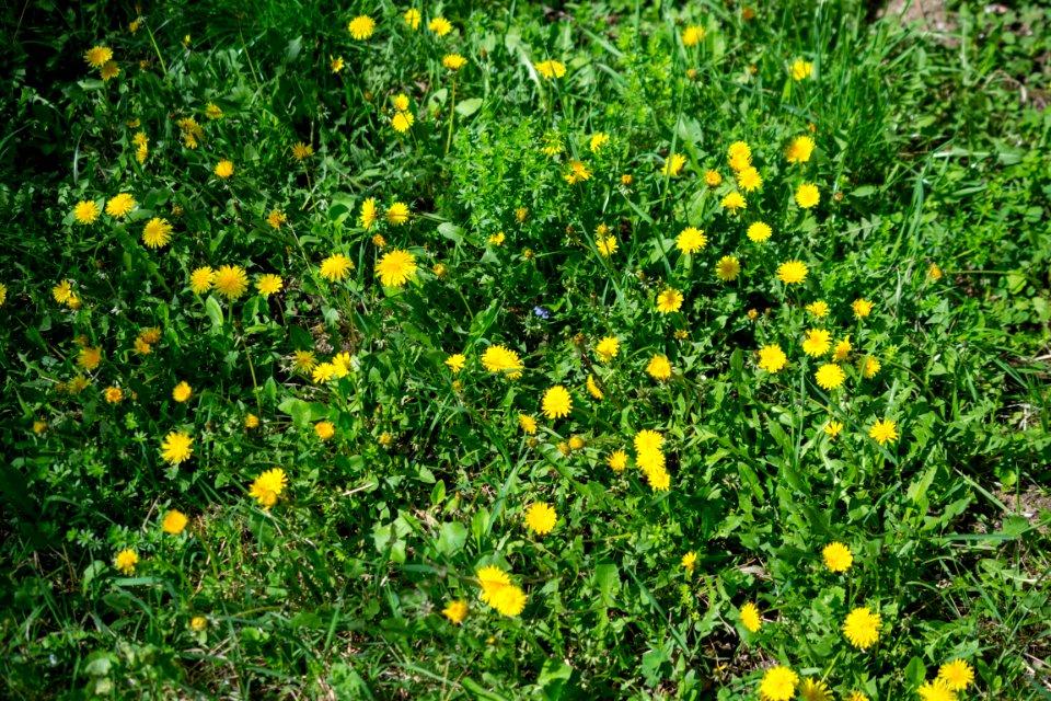 Flowers of spring