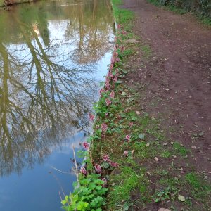 Pink Butterbur photo