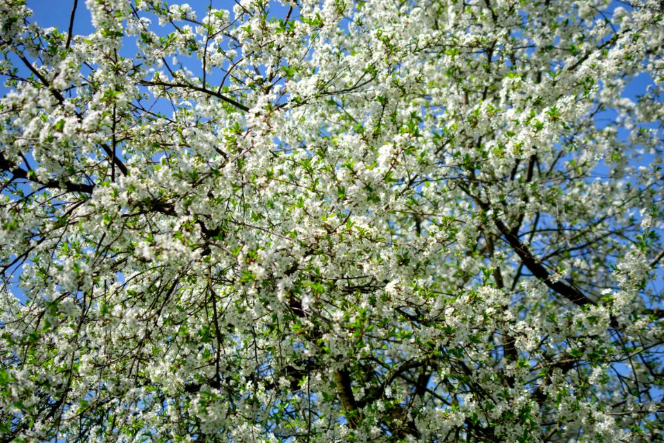 Flowers of spring