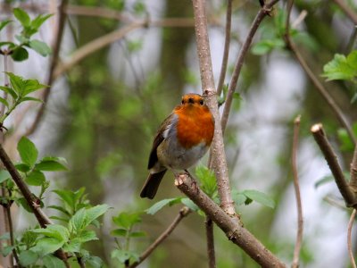 Robin 2 photo