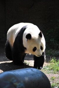 Zoo animals wild bear