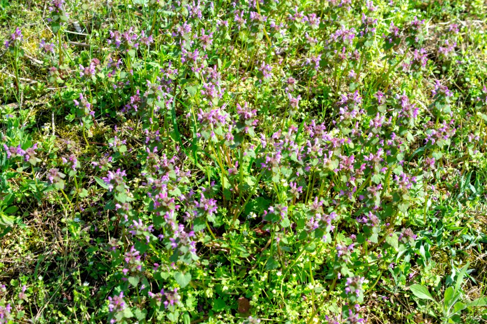 Flowers of spring