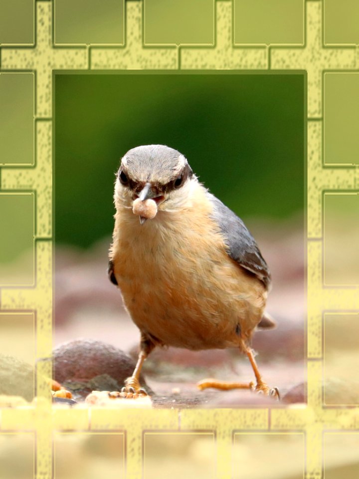 Nuthatch Framed! photo