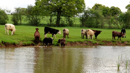 Cattle at Watering Hole photo