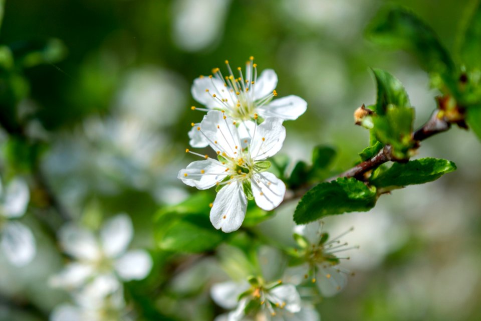 Flowers of spring