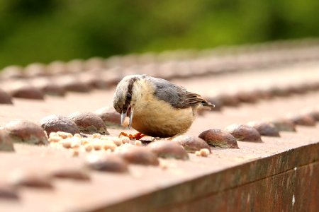 Cheshire Nuthatch photo