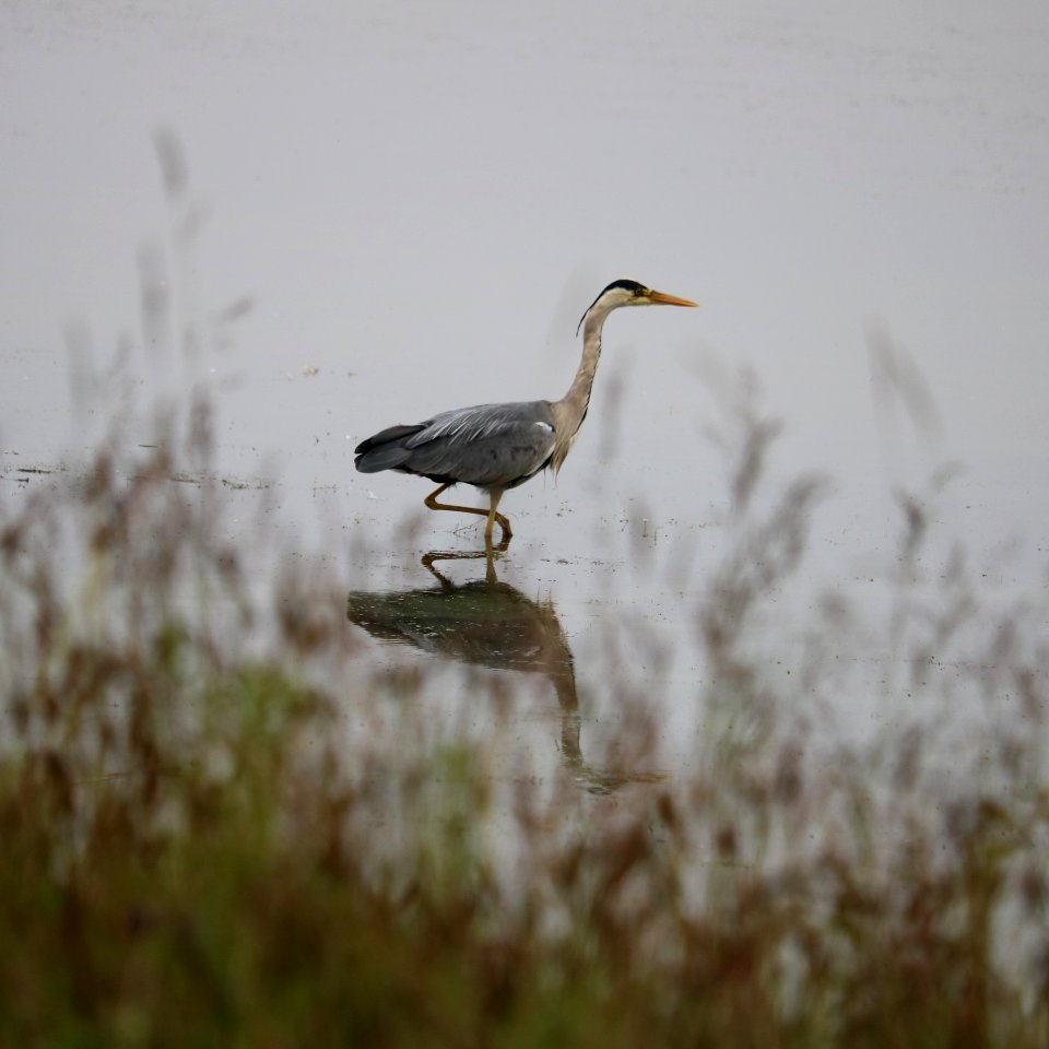 Grey Heron photo