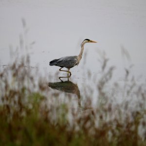 Grey Heron photo