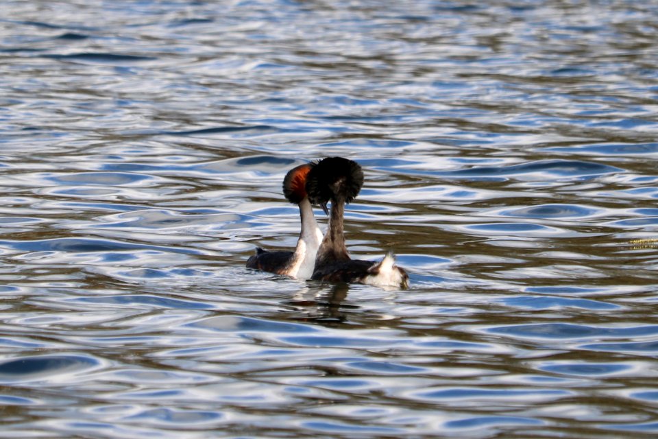 Great Crested Grebes