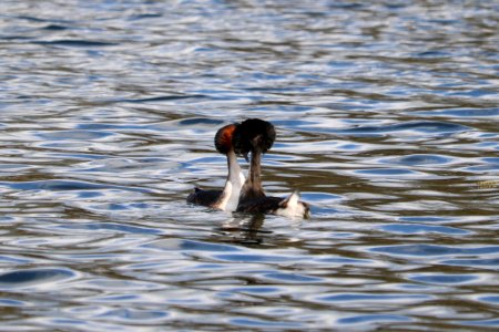 Great Crested Grebes photo