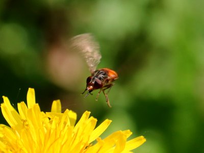 A Fly Hovering. photo