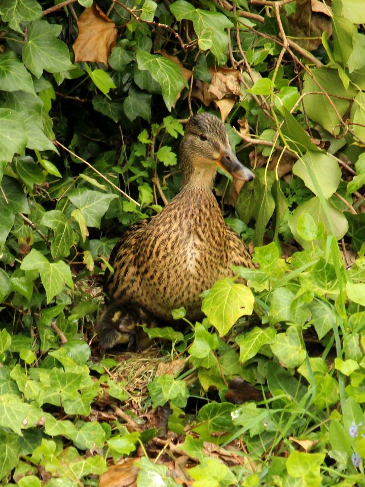 Malkins Bank Brood No. 3 photo