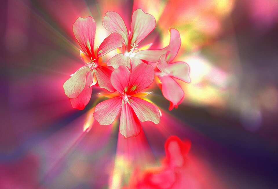 Pelargonium slopes with a sharpness full bloom