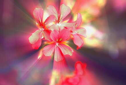 Pelargonium slopes with a sharpness full bloom
