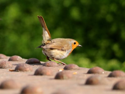 "Erithacus rubecula"