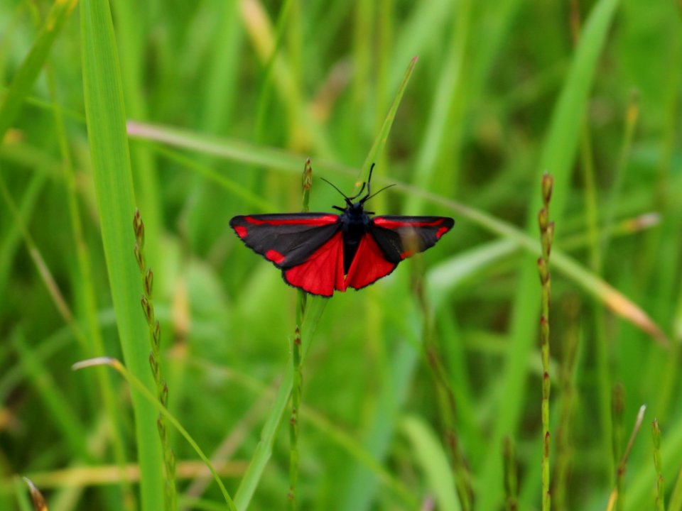 Sandbach Cinnabar Moth
