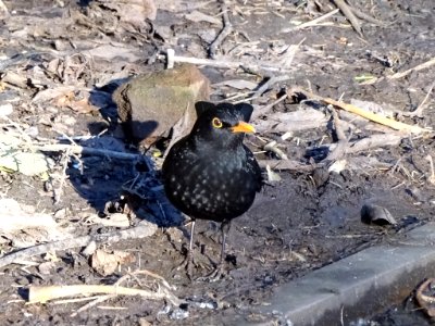 Turdus merula photo