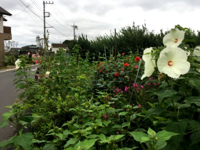 Hachimancho in Higashikurume-shi