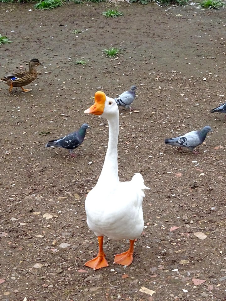 "Call me Nobby" says Swan Goose